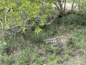 Agnieszka & David Nance at Elephant Plains Game Lodge