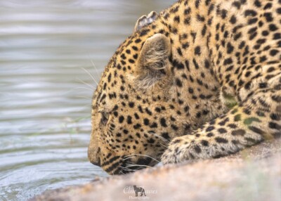 Clive Davies visit to Elephant Plains Game Lodge