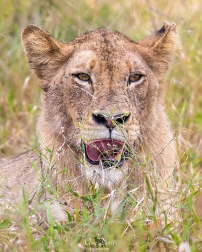 Clive Davies visit to Elephant Plains Game Lodge