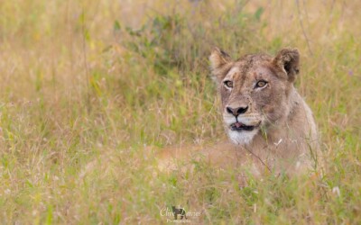 Clive Davies visit to Elephant Plains Game Lodge