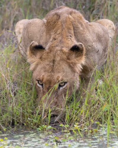 Clive Davies visit to Elephant Plains Game Lodge