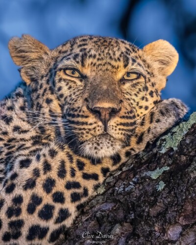 Clive Davies visit to Elephant Plains Game Lodge