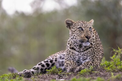 Clive Davies visit to Elephant Plains Game Lodge