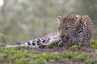 Clive Davies visit to Elephant Plains Game Lodge