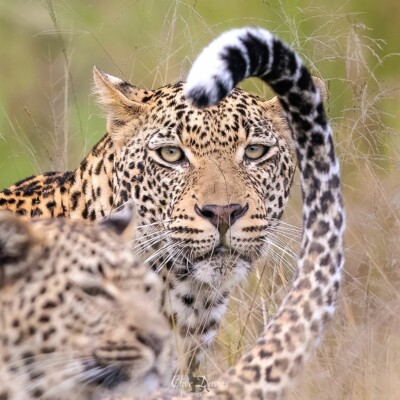 Clive Davies visit to Elephant Plains Game Lodge