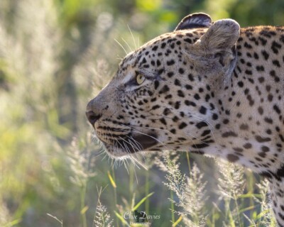 Clive Davies visit to Elephant Plains Game Lodge
