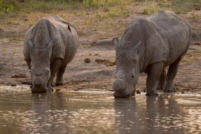 Brod, Julie and Gina at Elephant Plains