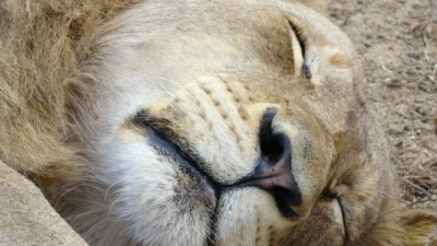 Marcel Elfferich, Krabbendijke, Netherlands at Elephant Plains Game Lodge