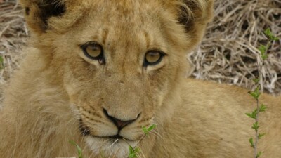 Marcel Elfferich, Krabbendijke, Netherlands at Elephant Plains Game Lodge