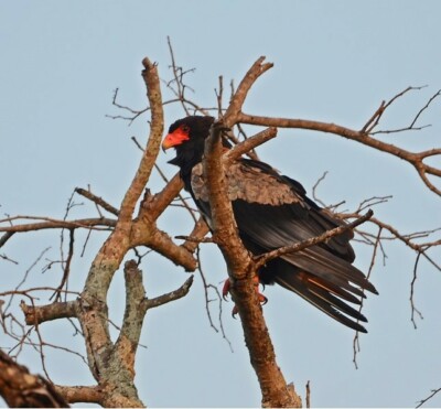 Julie Pooley at Elephant Plains Game Lodge