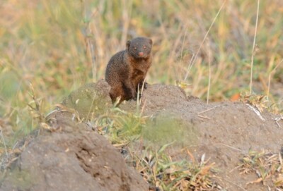 Julie Pooley at Elephant Plains Game Lodge