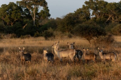 Benine and Michael du Toit, KZN South Africa