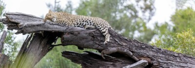 Benine and Michael du Toit, KZN South Africa