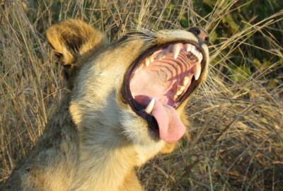 Graeme Mitchley at Elephant Plains Game Lodge