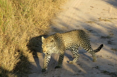 Graeme Mitchley at Elephant Plains Game Lodge
