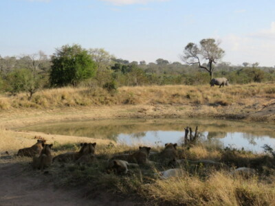 Graeme Mitchley at Elephant Plains Game Lodge