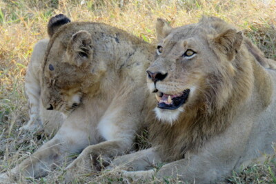 Graeme Mitchley at Elephant Plains Game Lodge
