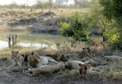 Graeme Mitchley at Elephant Plains Game Lodge