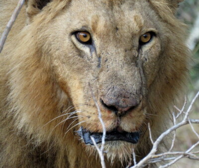 Graeme Mitchley at Elephant Plains Game Lodge