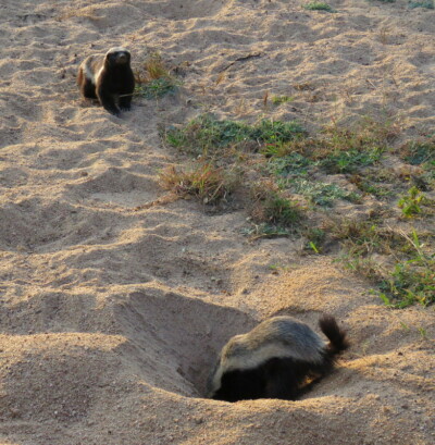 Graeme Mitchley at Elephant Plains Game Lodge