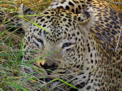 Graeme Mitchley at Elephant Plains Game Lodge