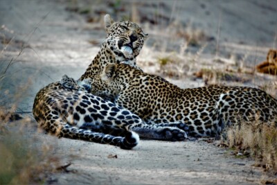 Jordin and Vibeke Brouwer at Elephant Plains Game Lodge