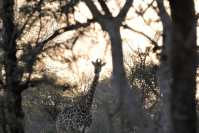 Jordin and Vibeke Brouwer at Elephant Plains Game Lodge