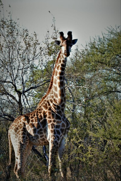 Jordin and Vibeke Brouwer at Elephant Plains Game Lodge