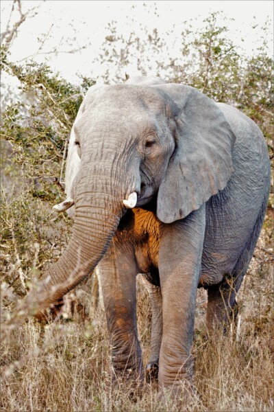 Jordin and Vibeke Brouwer at Elephant Plains Game Lodge