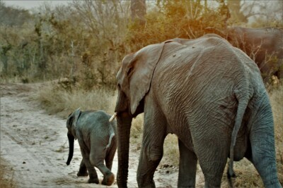 Jordin and Vibeke Brouwer at Elephant Plains Game Lodge