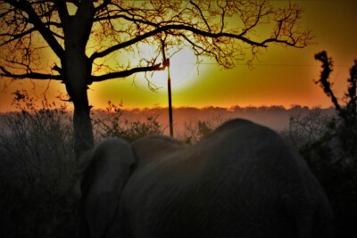 Jordin and Vibeke Brouwer at Elephant Plains Game Lodge