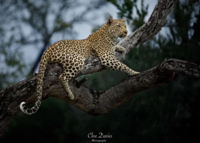 Clive Davies, London, UK at Elephant Game Lodge