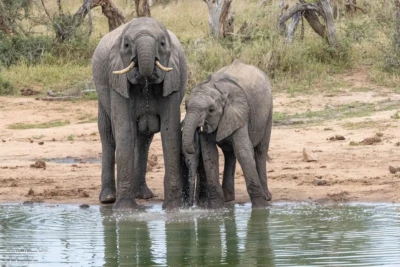 Walt Hess, Elk Grove, CA, USA at Elephant Plains Game Lodge