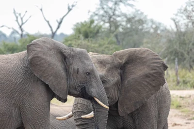 Walt Hess, Elk Grove, CA, USA at Elephant Plains Game Lodge