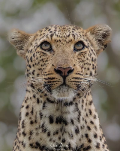 Clive Davies, London, UK at Elephant Game Lodge