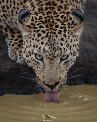 Clive Davies, London, UK at Elephant Game Lodge