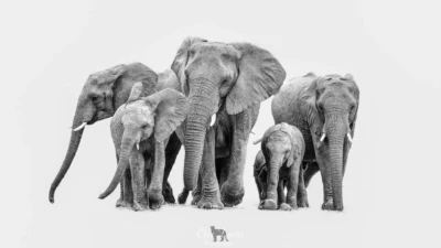 Clive Davies, London, UK at Elephant Game Lodge
