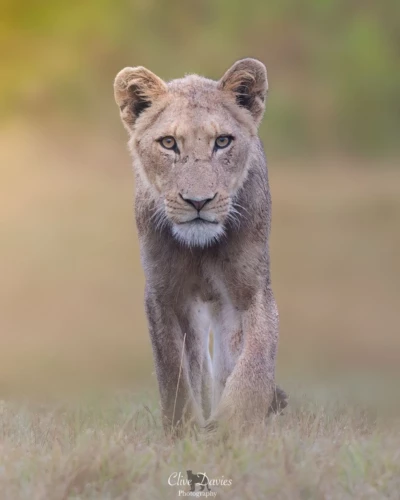 Clive Davies, London, UK at Elephant Game Lodge