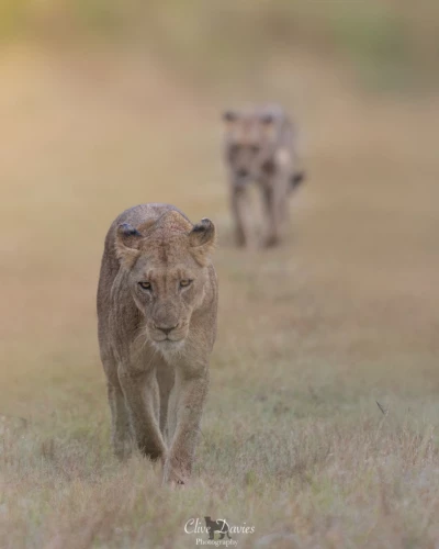 Clive Davies, London, UK at Elephant Game Lodge