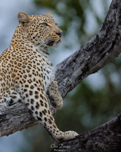 Clive Davies, London, UK at Elephant Game Lodge
