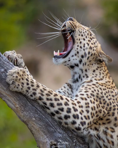 Clive Davies, London, UK at Elephant Game Lodge