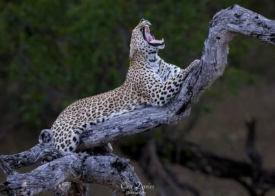 Clive Davies, London, UK at Elephant Game Lodge