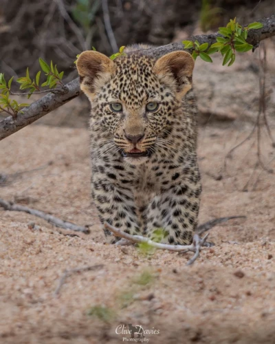 Clive Davies, London, UK at Elephant Game Lodge