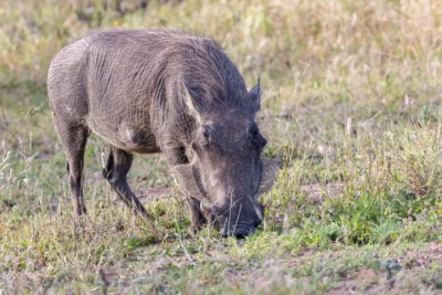Walt Hess, Elk Grove, CA, USA at Elephant Plains Game Lodge