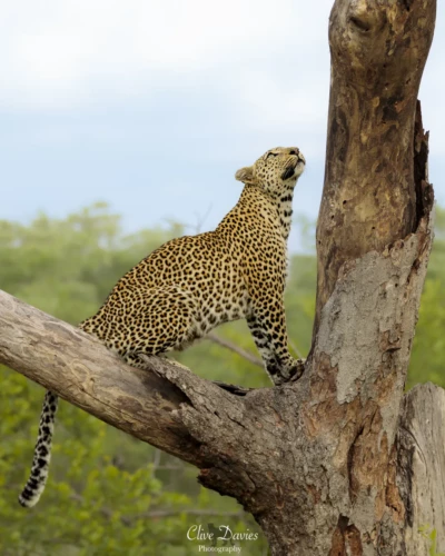 Elephant Plains Game Lodge by Clive Davies