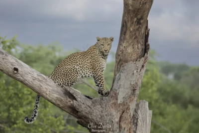 Elephant Plains Game Lodge by Clive Davies