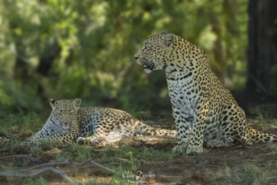 Elephant Plains Game Lodge by Clive Davies