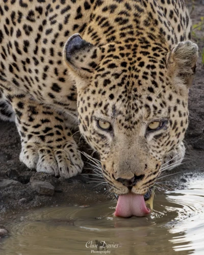 Elephant Plains Game Lodge by Clive Davies