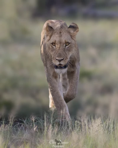 Elephant Plains Game Lodge by Clive Davies