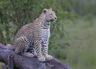 Elephant Plains Game Lodge by Clive Davies